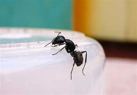 家裡螞蟻變多 五行對應身體